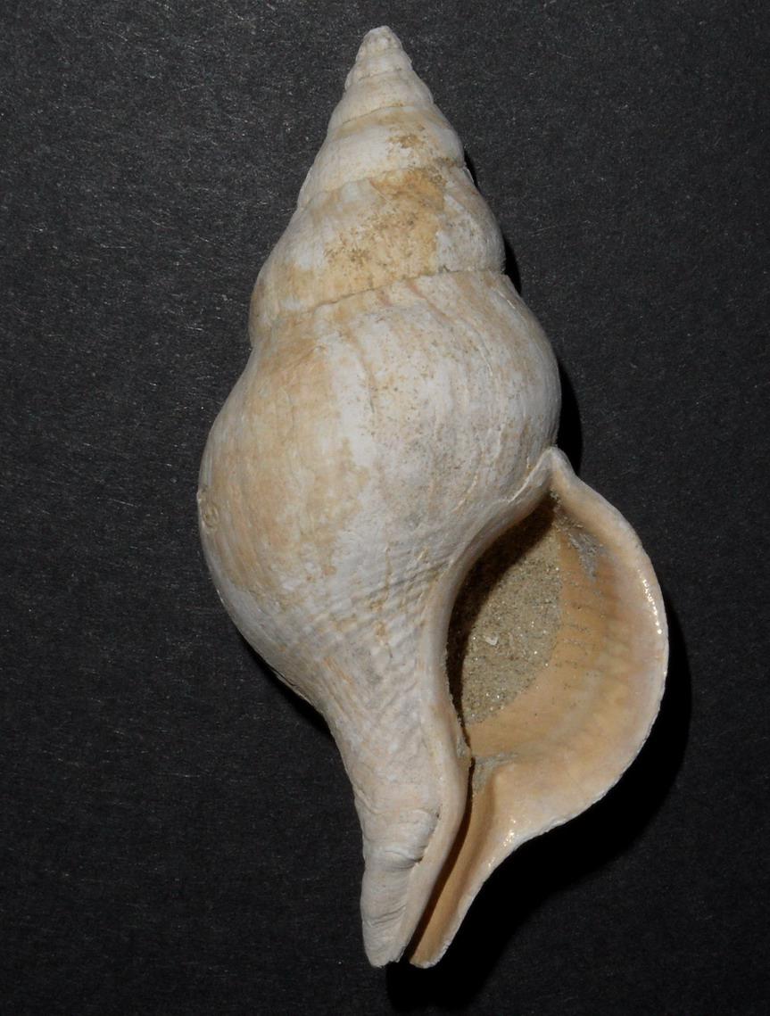 Buccinulum corneum ?